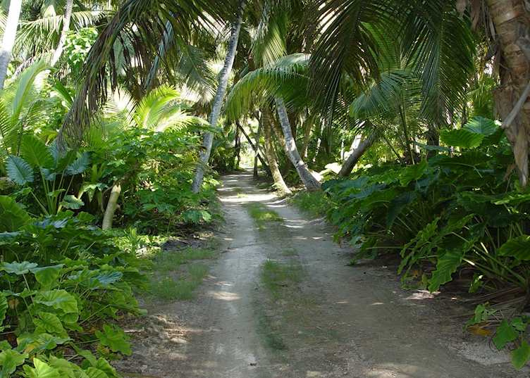 Island path, Bird Island