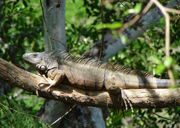 Iguana, Cayo District, Belize