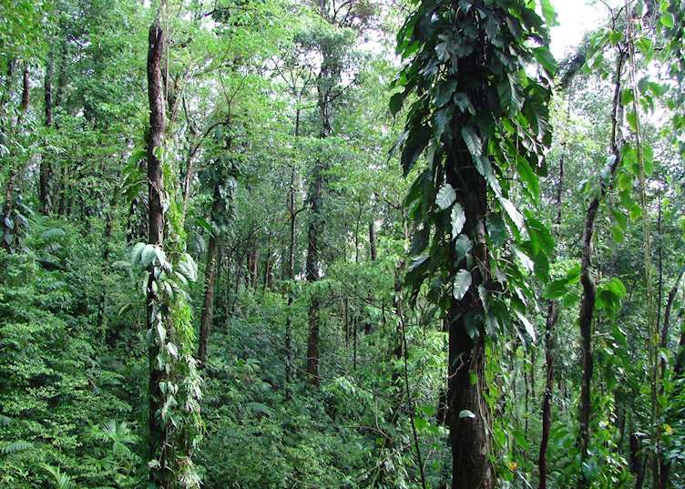 The lush forests of the Toledo District, Belize