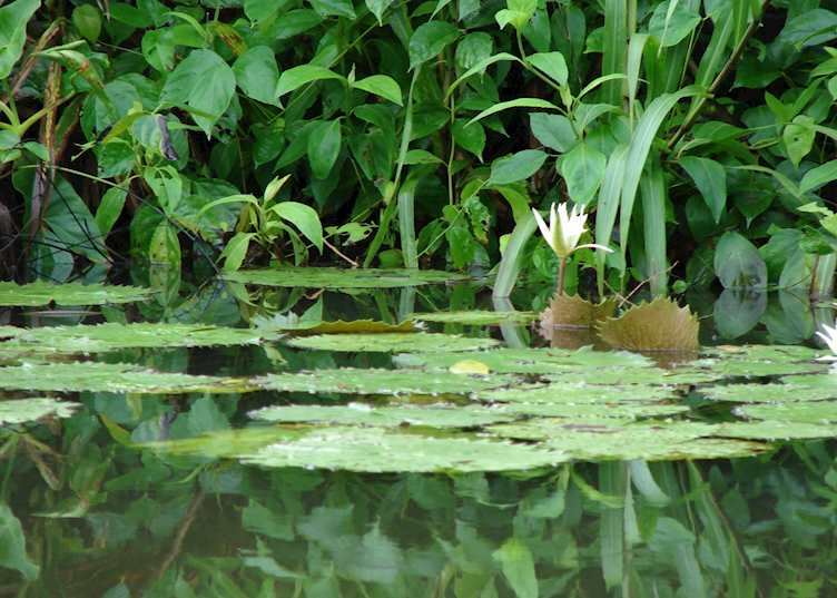 Lilies, Toledo