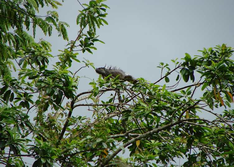 Iguana, Toledo District, Belize