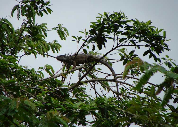 Iguana, Toledo District, Belize