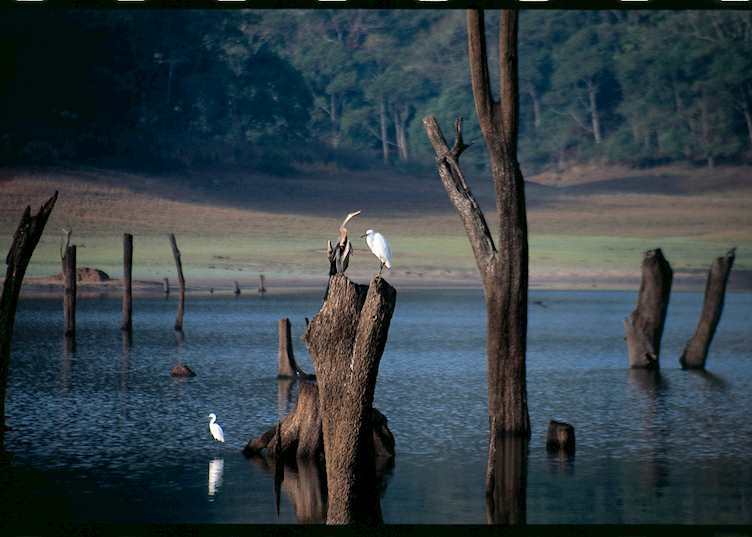 Lake at Periyar National Park