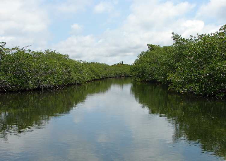 Mangroves, The Atolls, Belize