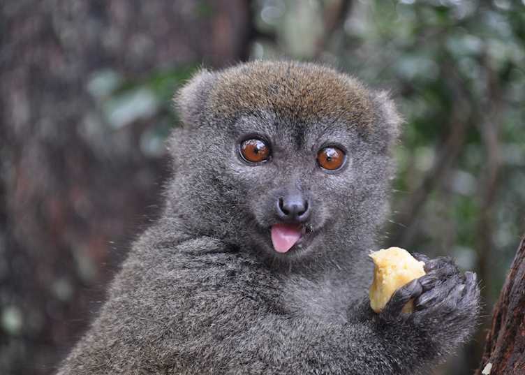Bamboo lemur