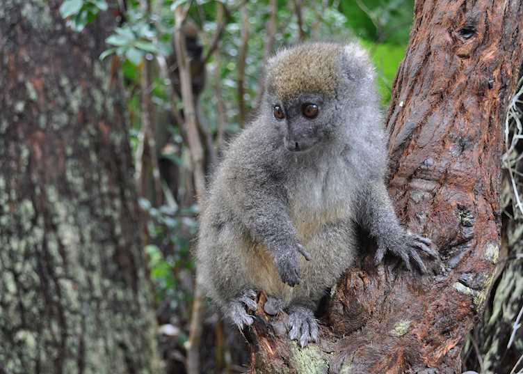 Bamboo lemur