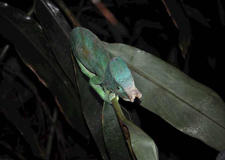 Parson's chameleon