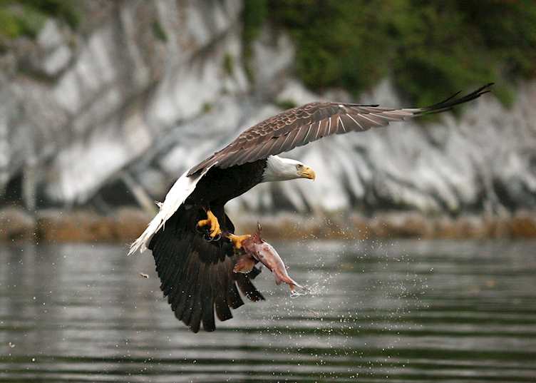 Bald eagle catching a salmon