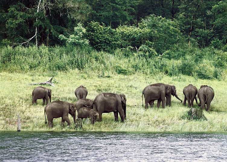 Elephants at Nagarhole National Park