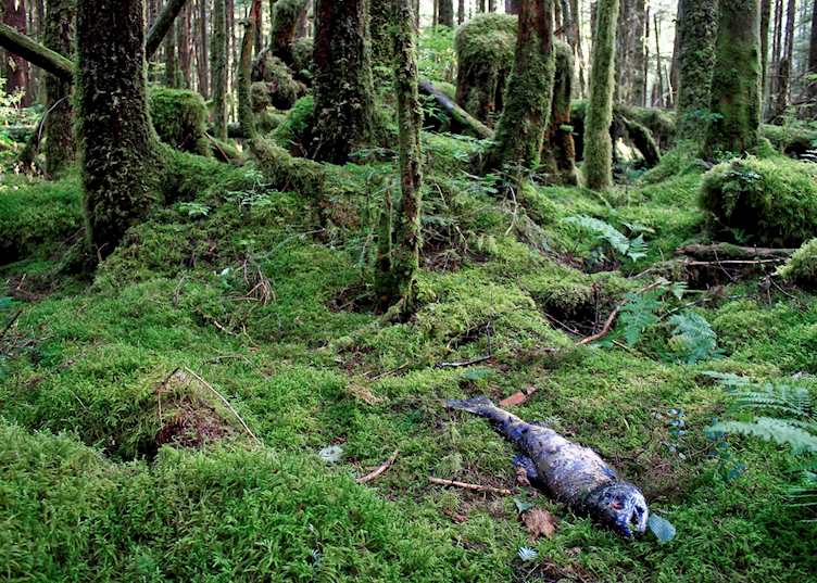 Great Bear Rainforest, Princess Royal Island