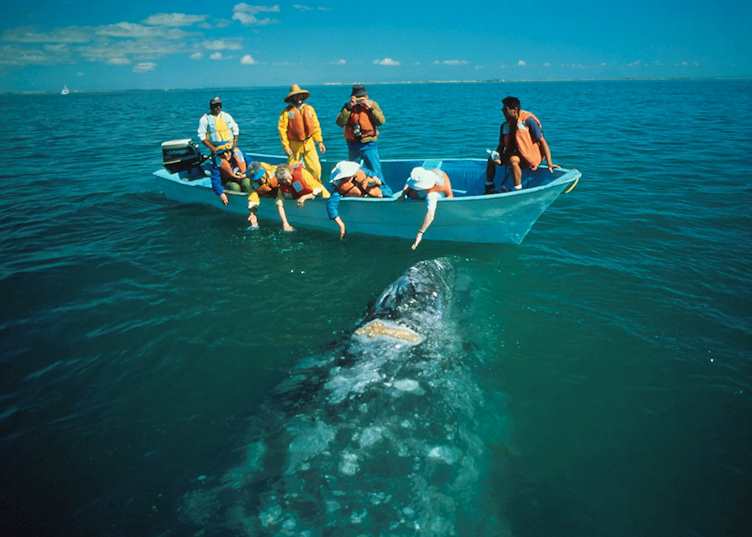 Gray Whale Watching in Baja