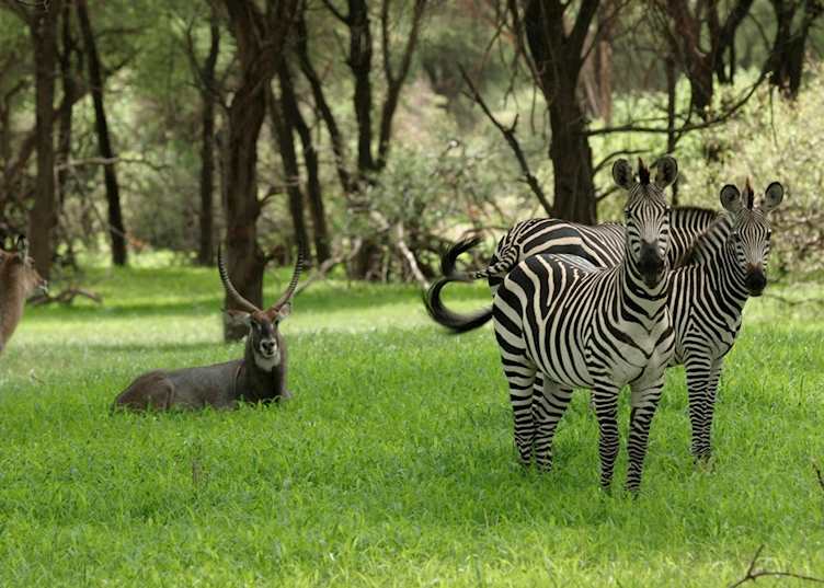 The Ruaha National Park during the Green Season