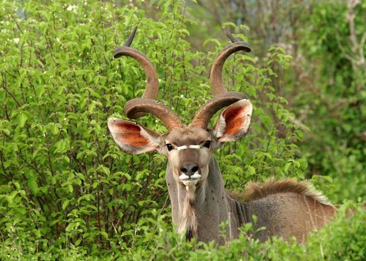 Kudu in the Ruaha National Park