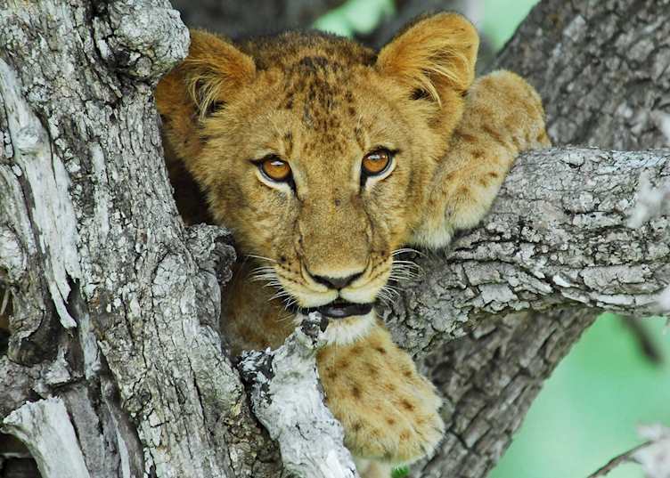 Lion cub in the Selous Game Reserve