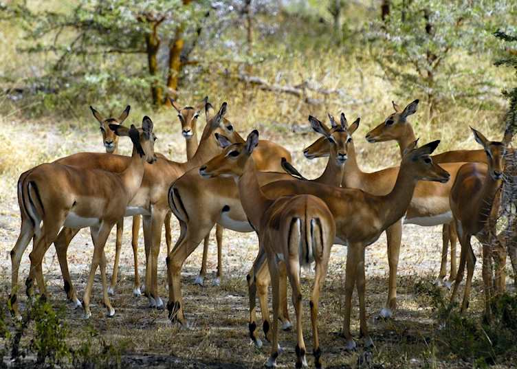 Selous Game Reserve, Tanzania