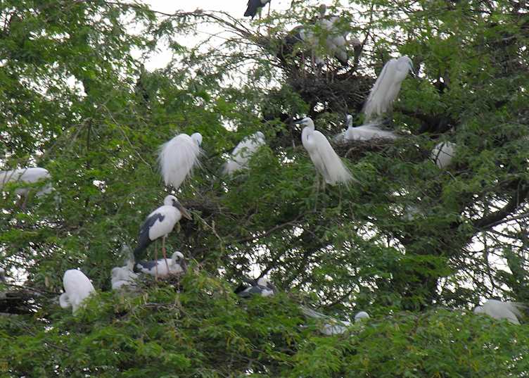 Keoladeo Bird Sanctuary, Bharatpur, India