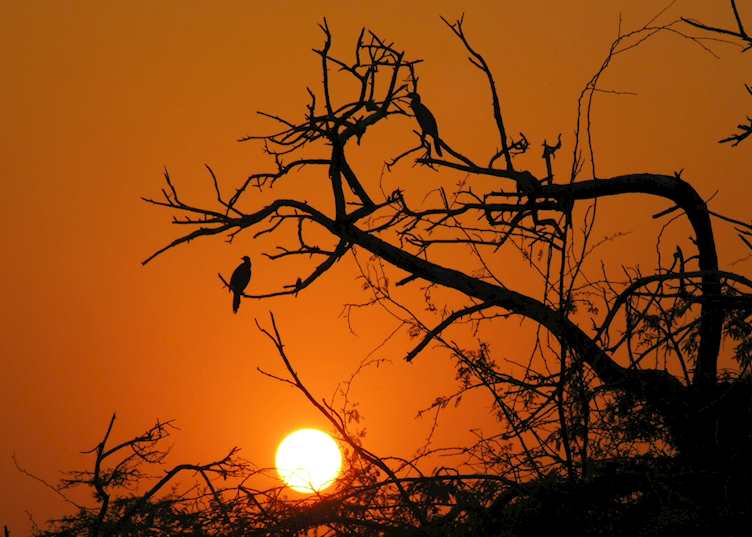 Keoladeo Bird Sanctuary, Bharatpur, India