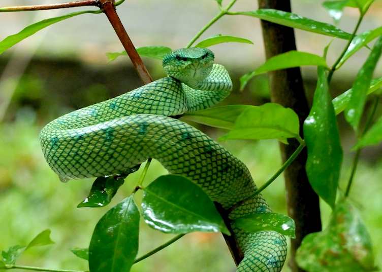 Pit viper, Bako National Park, Malaysian Borneo