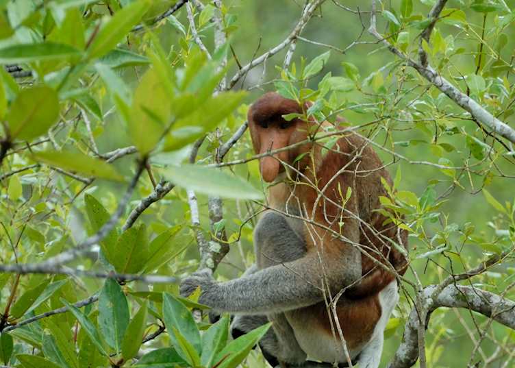 Proboscis monkey, Bako National Park, Malaysian Borneo