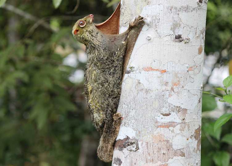 Flying lemur, Kinabatangan River, Malaysian Borneo