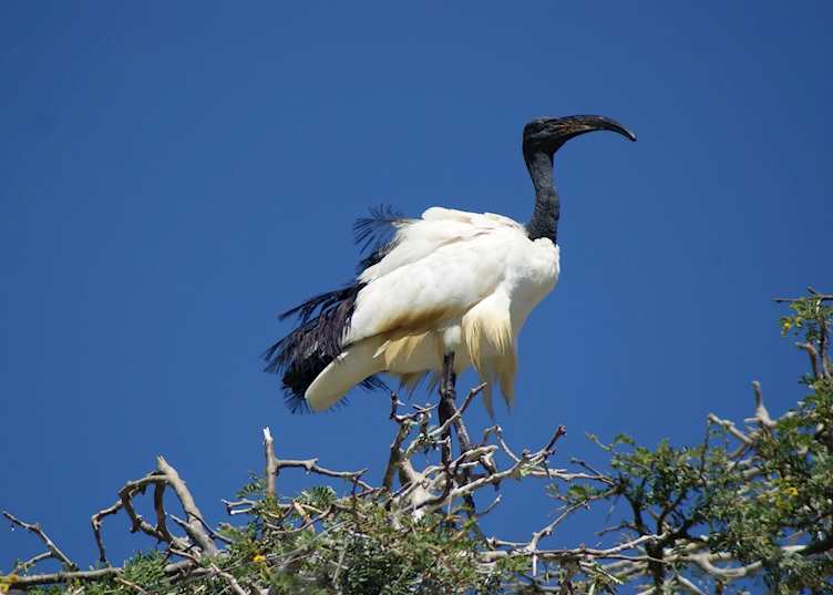 Ibis in Montagu, South Africa