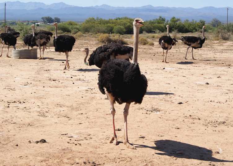 Ostrich farm, Oudtshoorn, South Africa