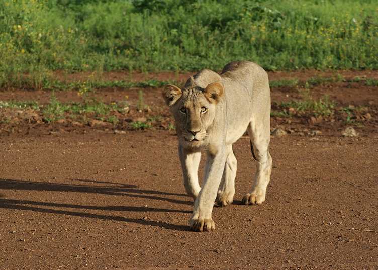 Madikwe Game Reserve, South Africa