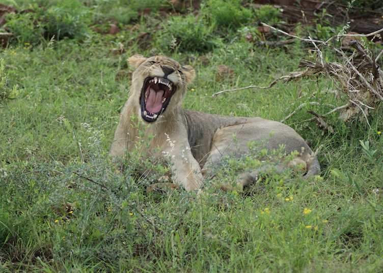 Madikwe Game Reserve, South Africa
