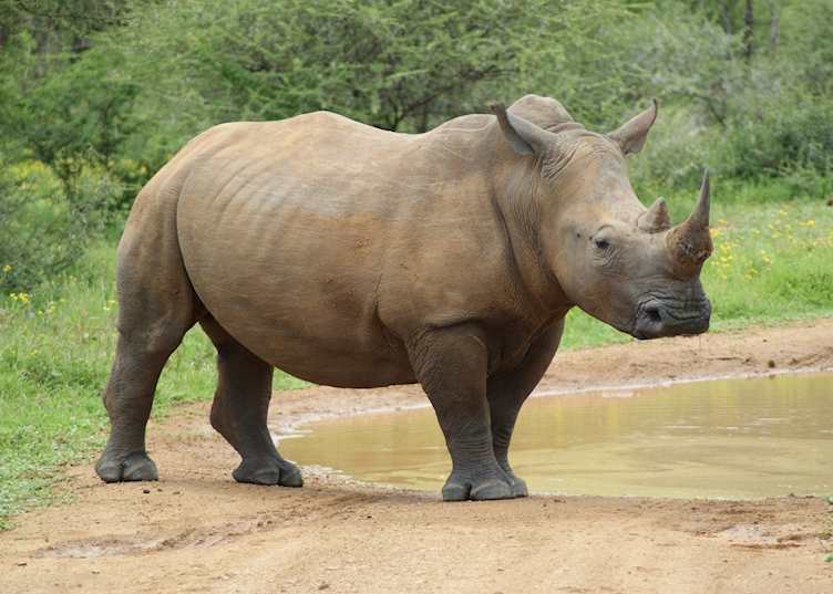 Madikwe Game Reserve, South Africa