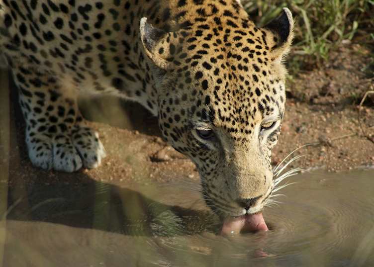 Leopard, The Sabi Sabi Wildtuin, South Africa