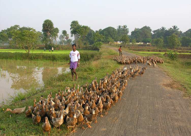 Palakkad, India