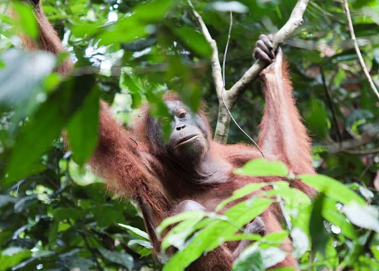 Orangutan in Tabin Wildlife Reserve, Malaysian Borneo