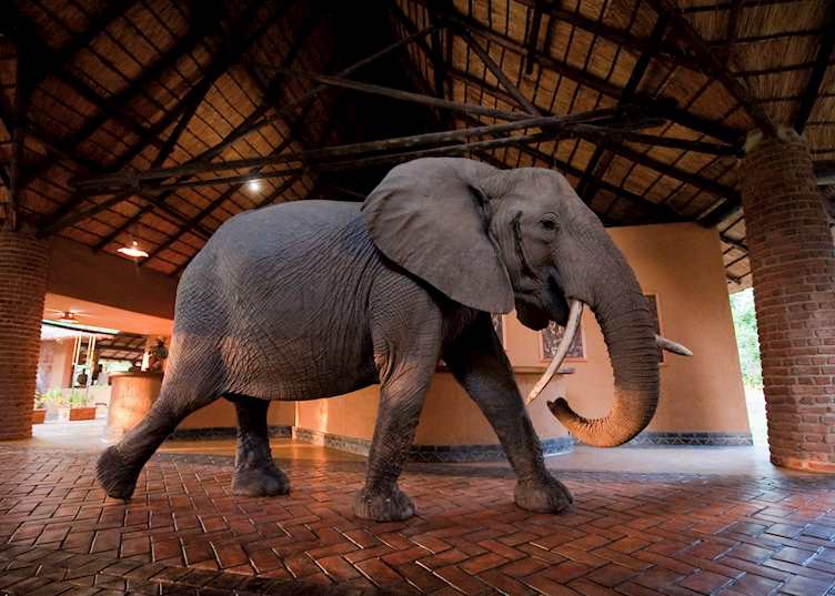 Mfuwe Lodge, South Luangwa National Park
