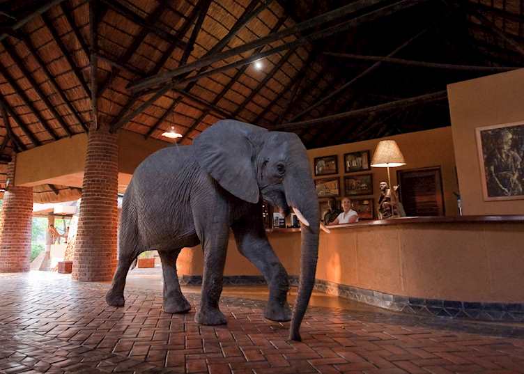 Mfuwe Lodge, South Luangwa National Park