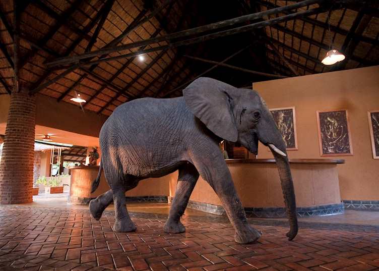 Mfuwe Lodge, South Luangwa National Park