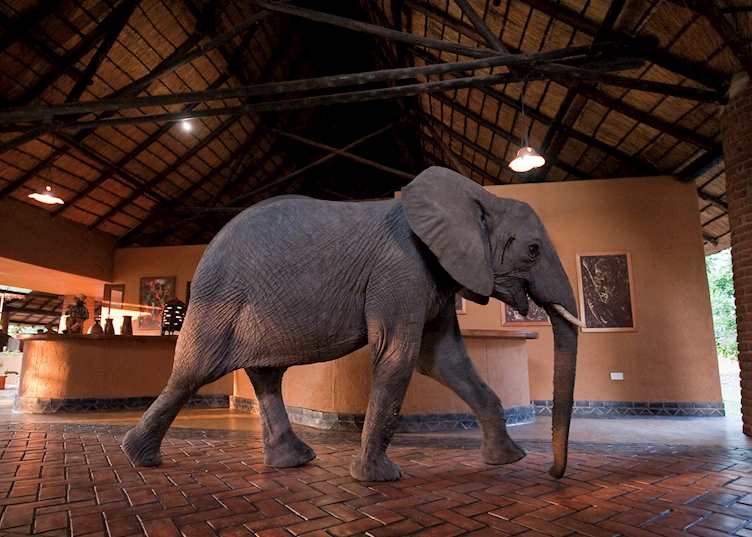 Mfuwe Lodge, South Luangwa National Park