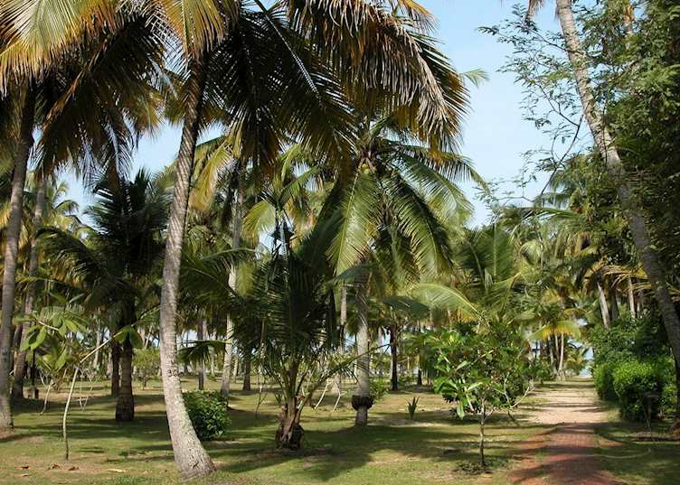 Marari Beach Resort, Marari Beach