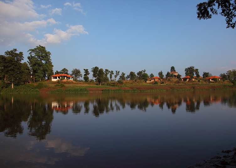 Flame of the Forest, Kanha National Park