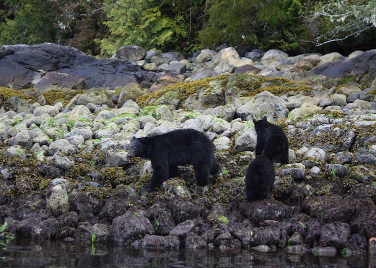 Mother bear and cubs, Clayoquot Sound