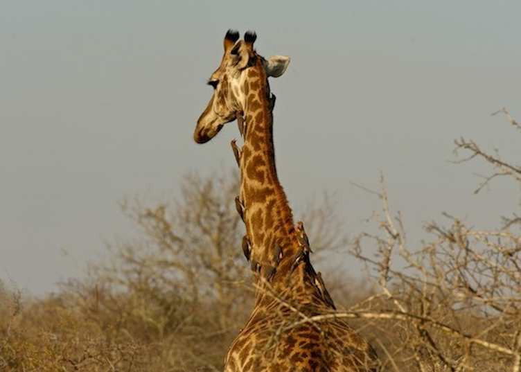 Giraffe and oxpeckers, Thanda Private Reserve