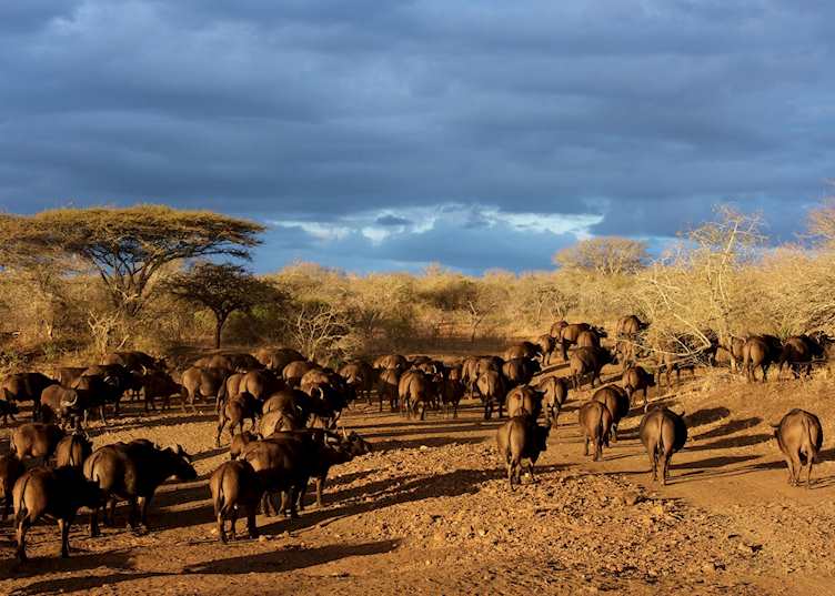 Buffalo herd, Thanda Private Reserve