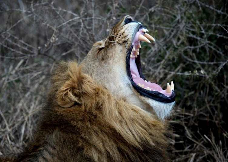 Lion, Thanda Private Reserve