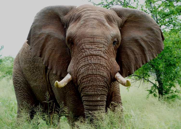 Bull elephant, Thanda Private Reserve