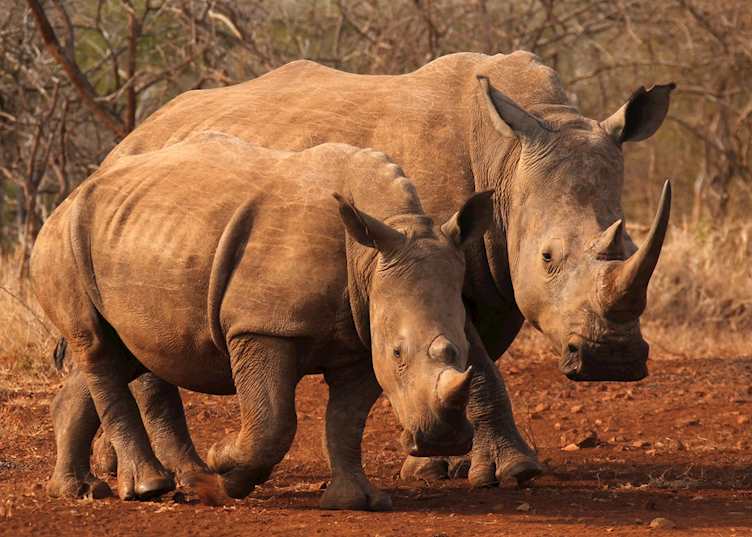 White rhino, Thanda Private Reserve