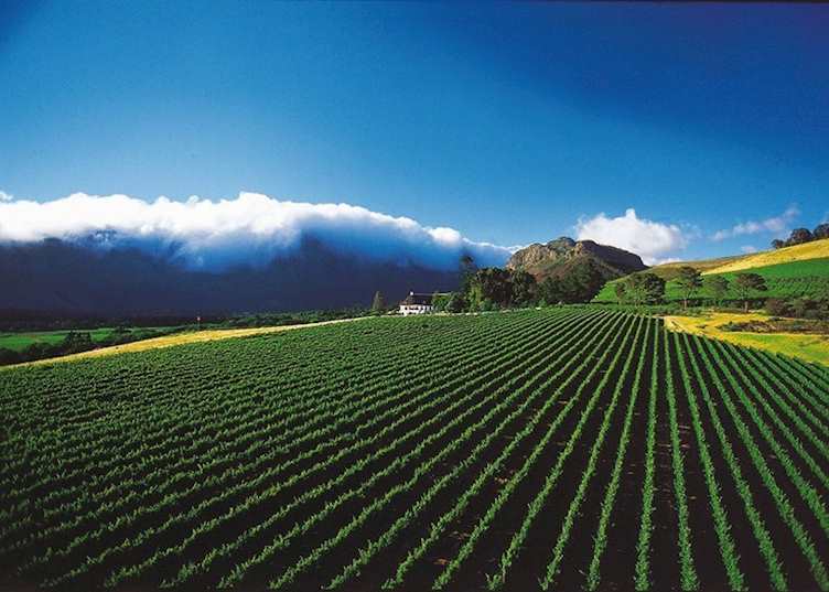 Mont Rochelle estate and vines, Franschhoek