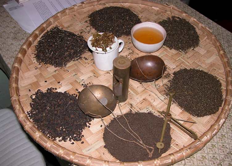 Varieties of tea at Glenburn Tea Estate