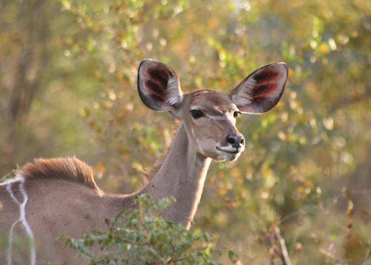 Female kudu