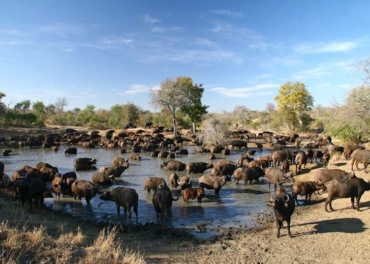 Buffalo at a waterhole, Thornybush Private Game Reserve