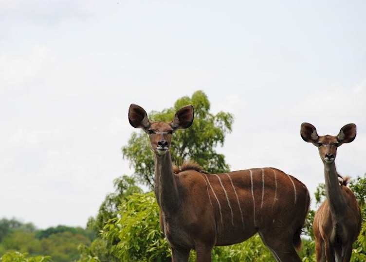 Kudu on the Thornybush Game Reserve