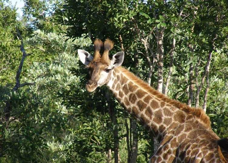 Giraffe on the Thornybush Game Reserve